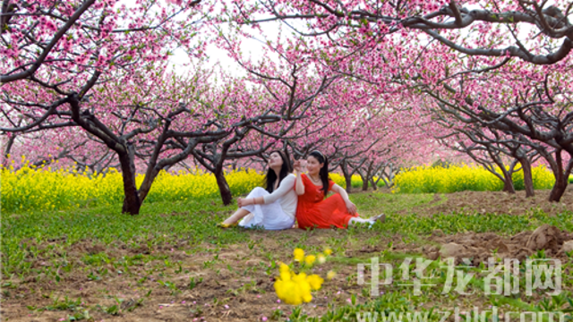 西華縣第十四屆桃花節(jié)明日開幕