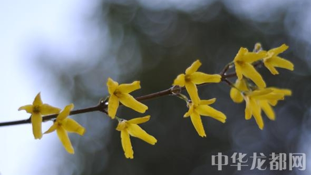 周口：花之黃