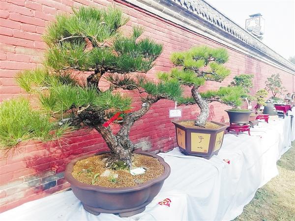 淮陽(yáng)菊展醉游人 盆景助陣添新姿