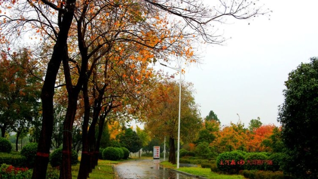 詩情畫意！秋冬之交一場雨 別樣周口落葉美