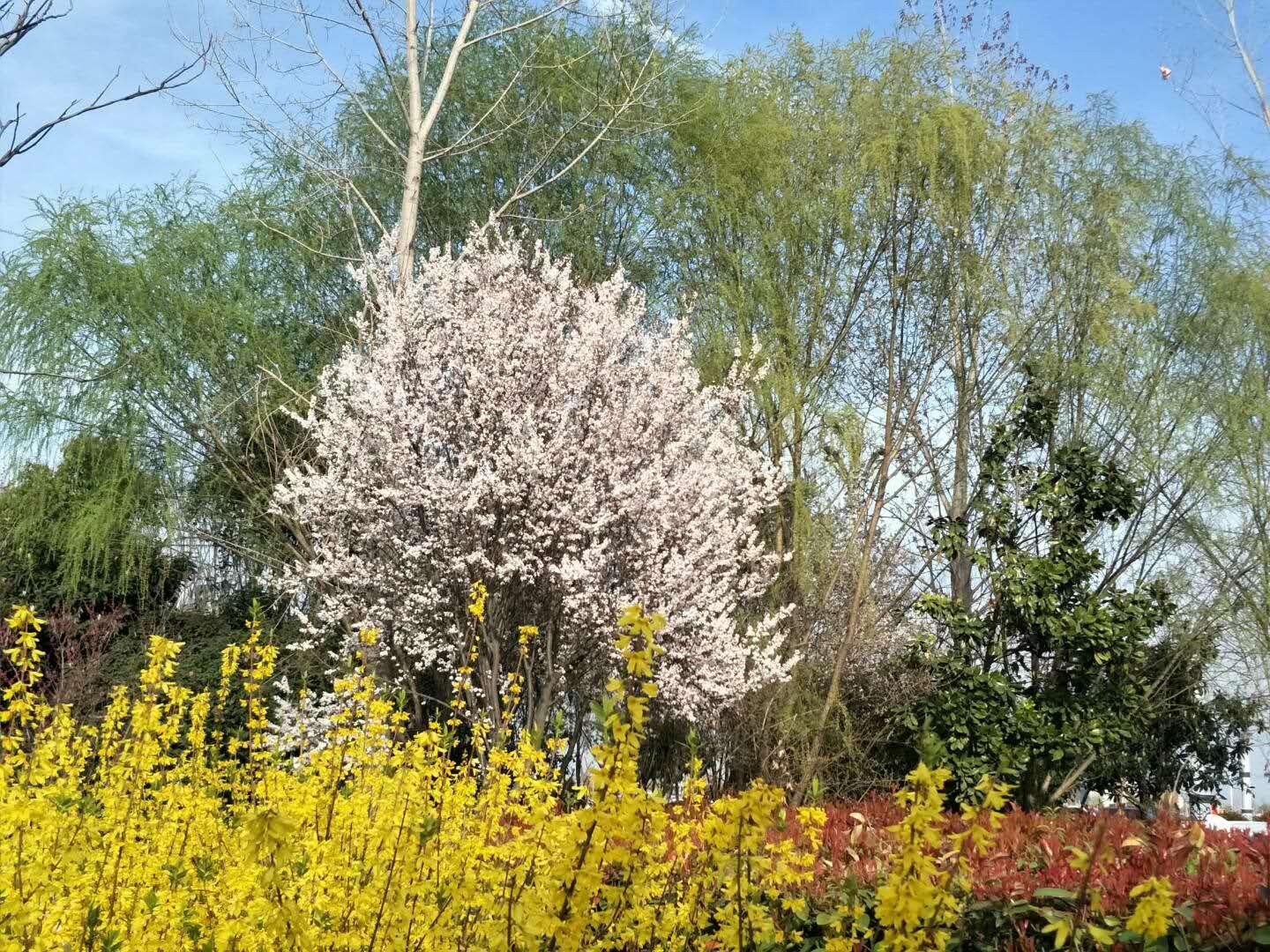 春天里，我們一起來看花