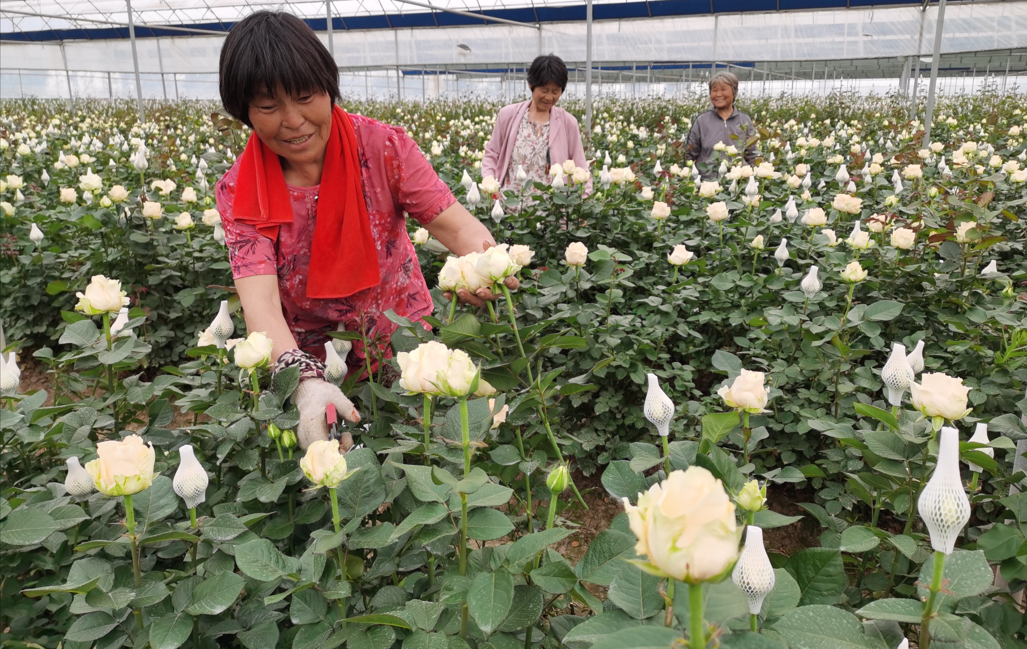 商水：玫瑰種植 花香四溢