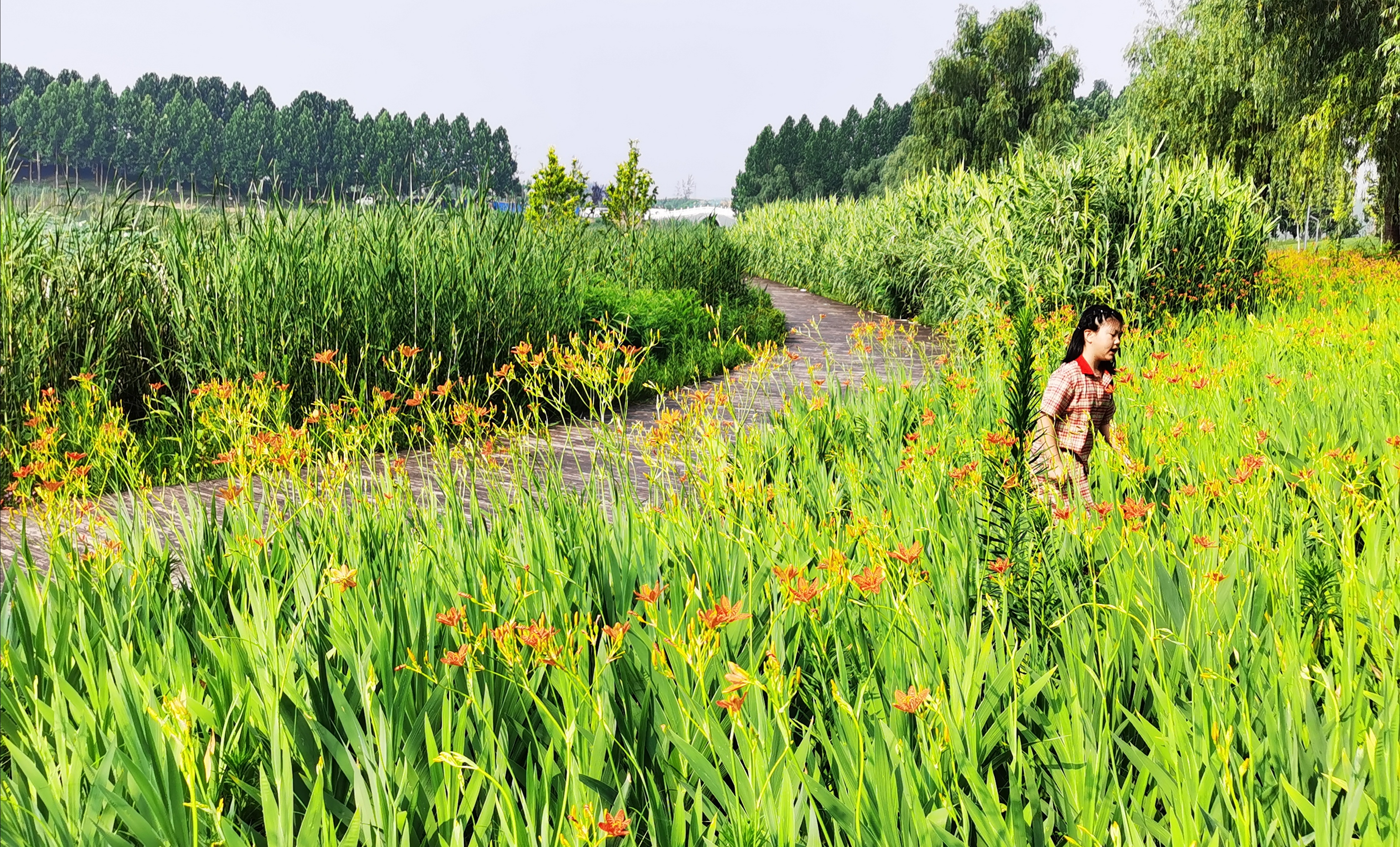 周口植物園各色花開(kāi)入畫(huà)來(lái)