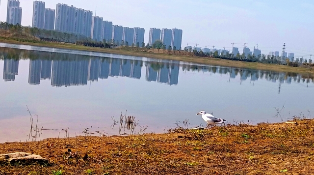 打造水生態(tài)城市，讓周口更宜居