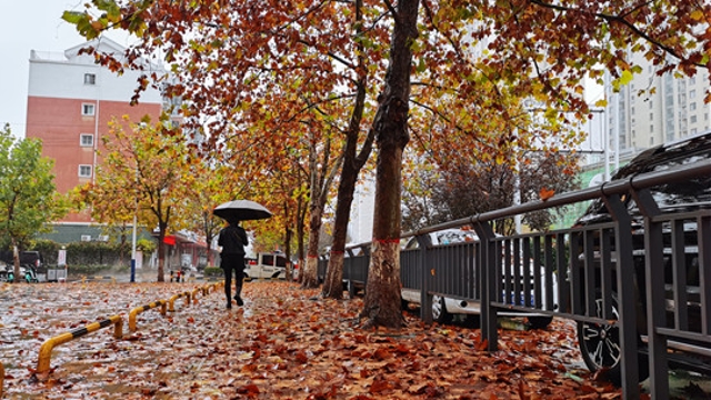 雨中周口，別有一番韻味