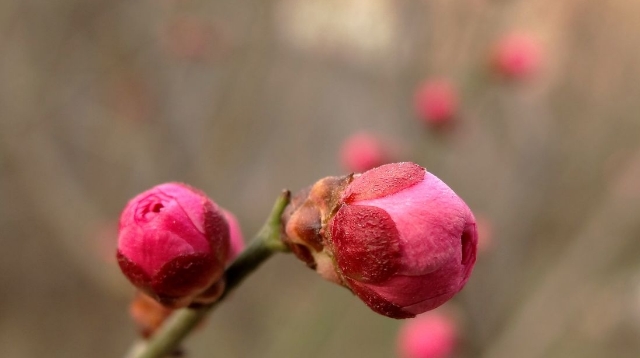 周口公園：幾點(diǎn)梅花正可人