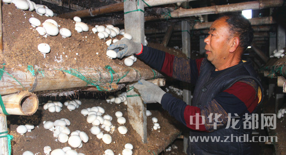 周口項城：食用菌種植基地內，工人正在查看雙孢菇長勢